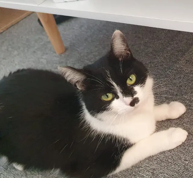 chatte lost   22430 Erquy Tina