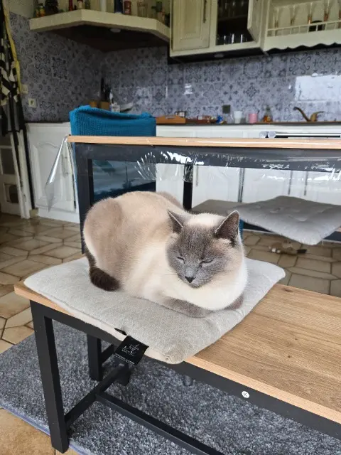 chatte lost   22150 Hénon Ubi