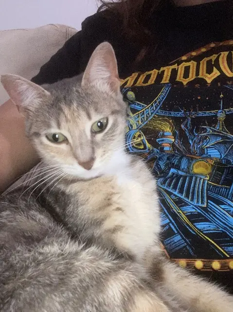 chatte lost   22100 Quévert Vanille