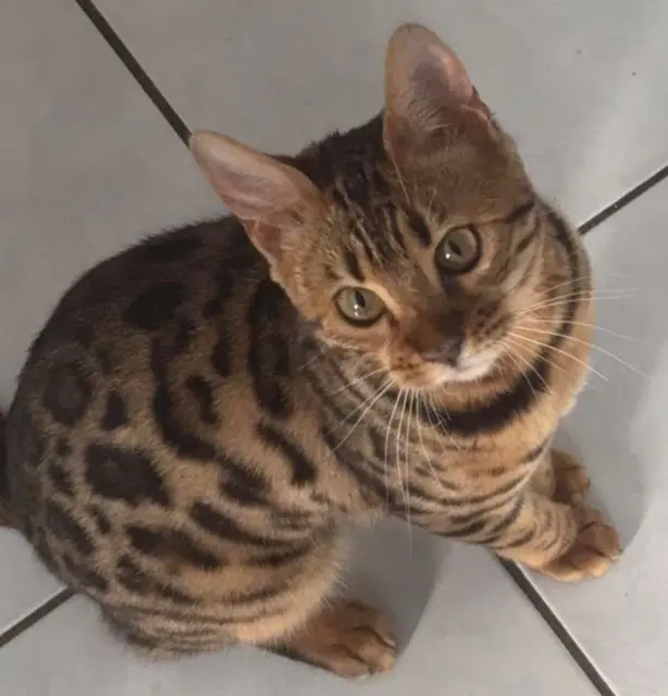 chatte lost   22190 Plérin Venus
