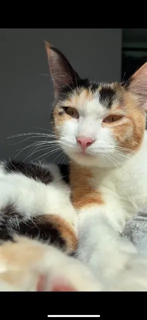 chatte lost   22200 Guingamp willow