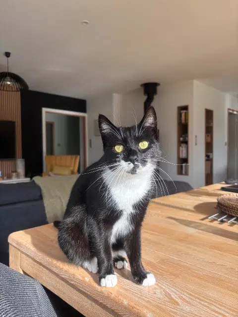 chatte lost   22400 Saint-Alban Yuki