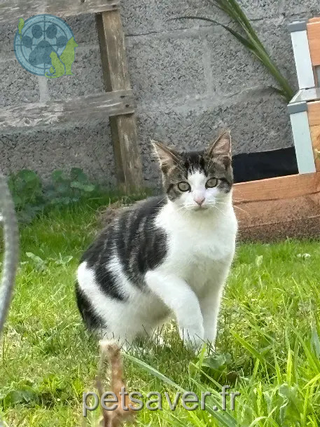 Chatte Perdue 22 Côtes-d'Armor - Zelda Chatte Perdue 22 Côtes-d'Armor - Zelda