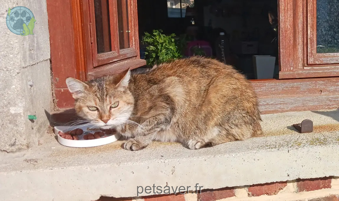 Chatte Perdue 22 Côtes-d'Armor Chatte Perdue 22 Côtes-d'Armor