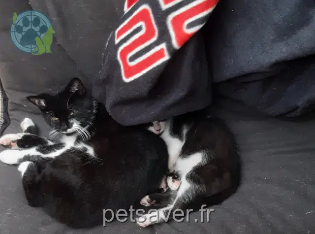 chatte lost   22000 Saint-Brieuc Ñawi