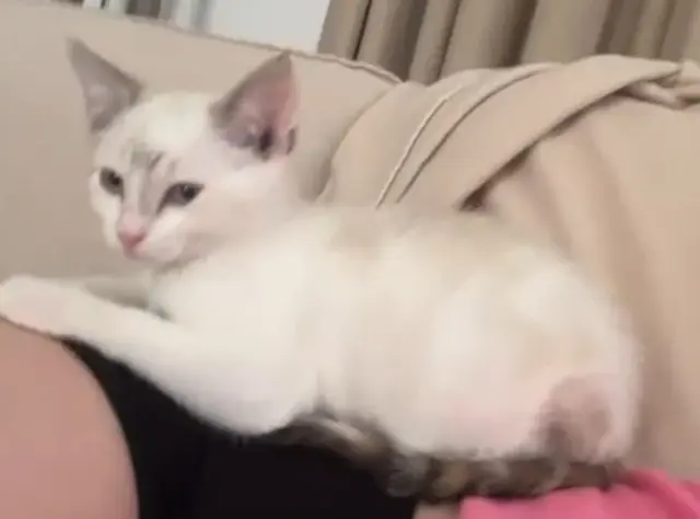 chatte perdue 22410 Saint-Quay-Portrieux Blanche chatte lost 22410 Saint-Quay-Portrieux Blanche