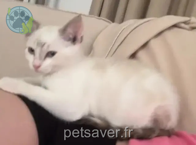 Katze vermisst 22410 Saint-Quay-Portrieux Blanche Katze lost 22410 Saint-Quay-Portrieux Blanche