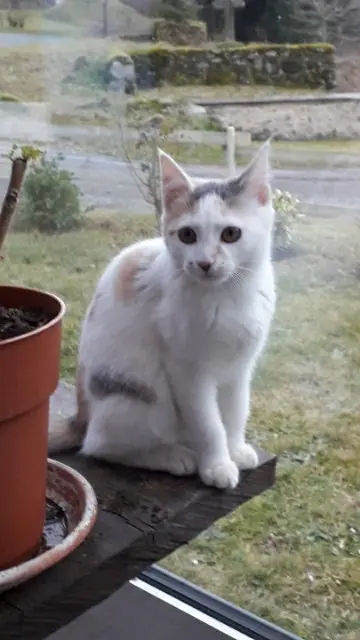 chatte lost   23500 Poussanges Bïnge