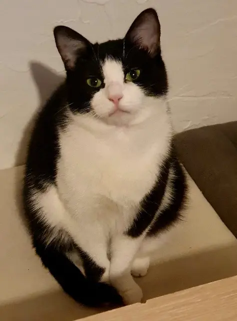 chatte lost   23000 Guéret Luna