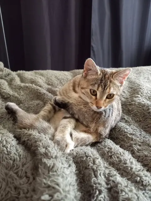 chatte lost   23500 Felletin Minette