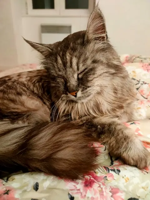 chatte lost   23270 Châtelus-Malvaleix Mins