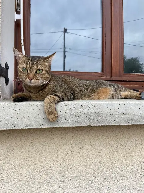 chatte lost   23300 Saint-Agnant-de-Versillat Rio