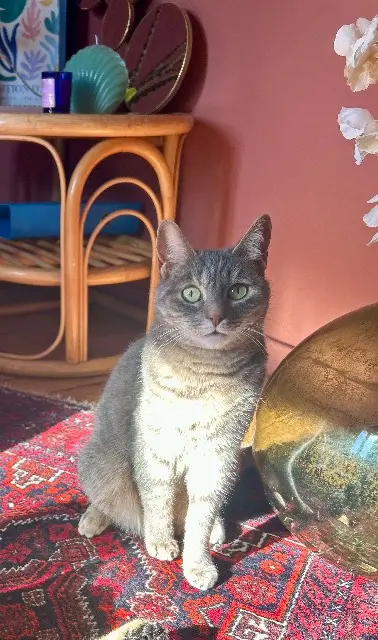 chatte lost   23000 Guéret Seccotine