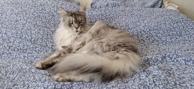 chatte lost   23000 Guéret Taïga