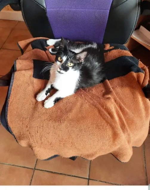 chatte lost   23230 Gouzon Viki