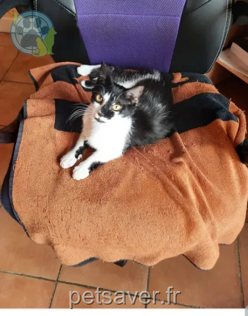 kat vermist 23230 Gouzon Viki kat lost 23230 Gouzon Viki