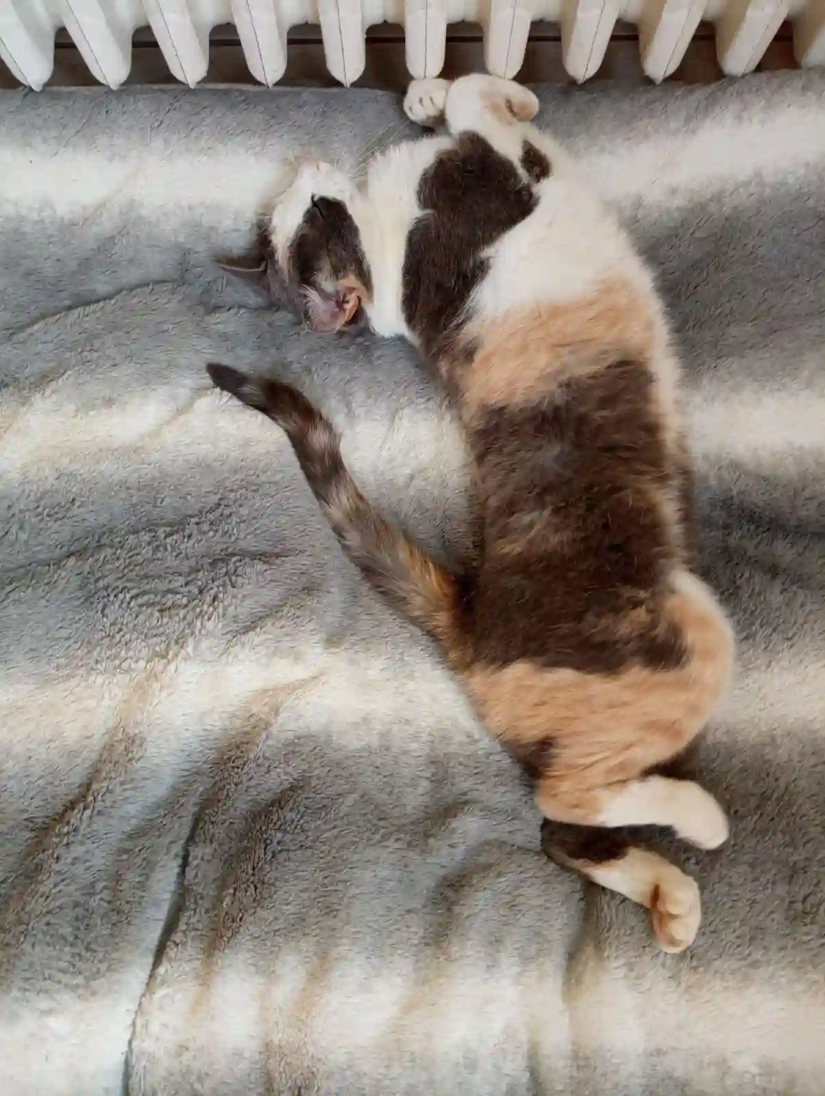 Chatte Perdue 23 Creuse Chatte Perdue 23 Creuse