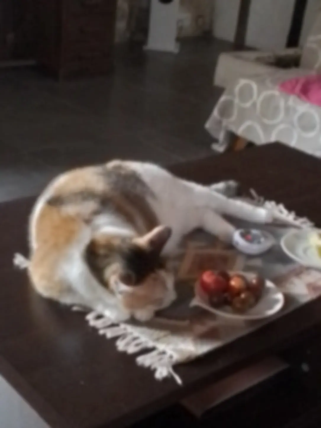 Chatte Perdue 24 Dordogne Chatte Perdue 24 Dordogne