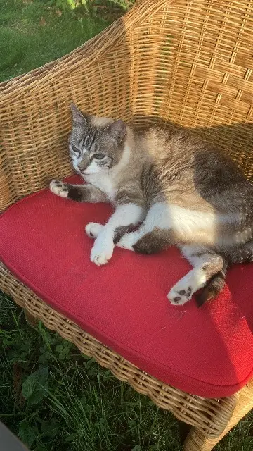 chatte lost   24270 Payzac Arya