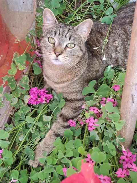 chatte lost   24320 Verteillac Bonnie