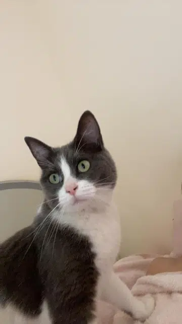 chatte lost    Boulazac Isle Manoire Merkel