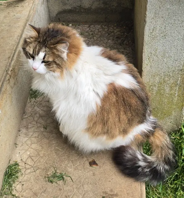 chatte lost    Brantôme en Périgord Minette