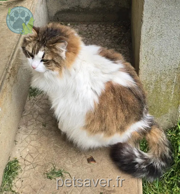 kat vermist Brantôme en Périgord Minette kat lost Brantôme en Périgord Minette