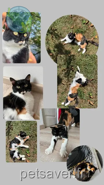 gata perdida Brantôme en Périgord Yumi gata lost Brantôme en Périgord Yumi