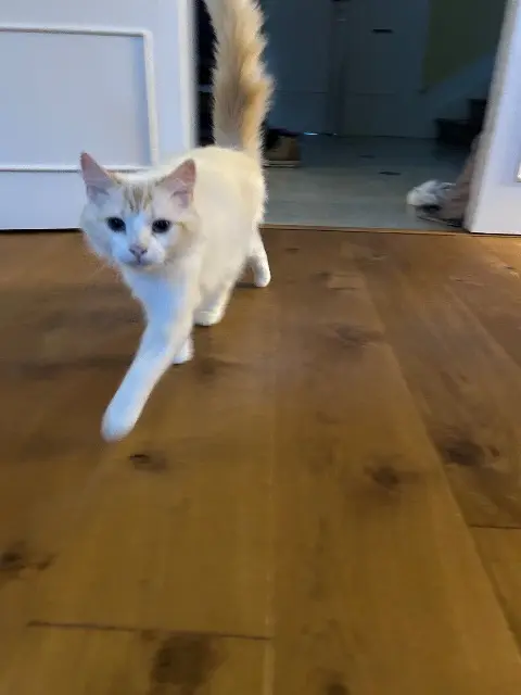 chatte lost   24000 Périgueux Chamaille