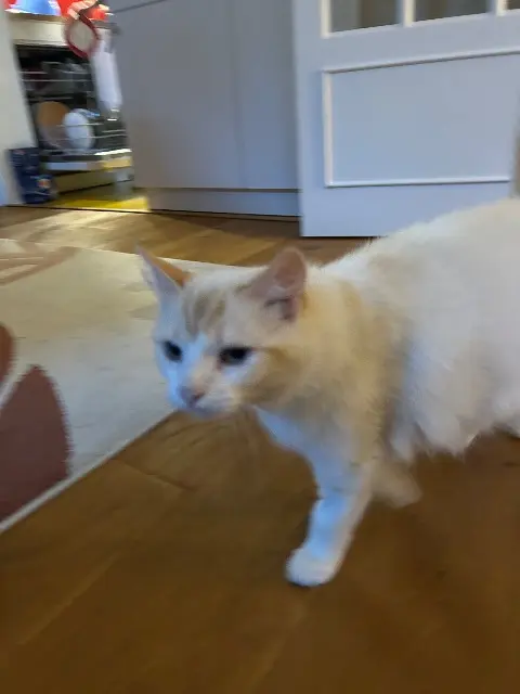 chatte lost   24000 Périgueux Chamaille