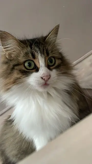 chatte lost   24240 Pomport Chanel