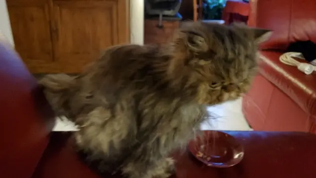 chatte lost   24100 Bergerac Chipie