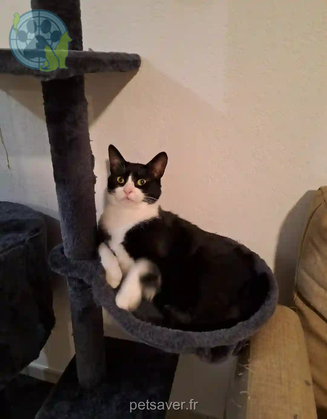 Chatte Perdue 24 Dordogne - Dina Chatte Perdue 24 Dordogne - Dina