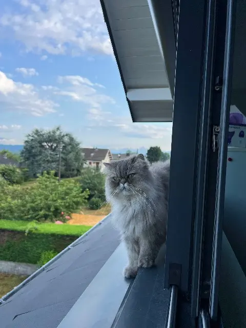 chatte lost   24130 Prigonrieux Emmy