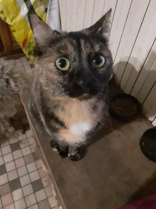 Chatte Perdue 24 Dordogne Eyraud-Crempse-Maurens - Ticha Chatte Perdue 24 Dordogne Eyraud-Crempse-Maurens - Ticha