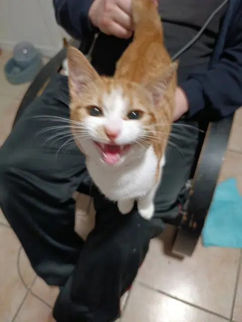 chatte lost   24000 Périgueux Flair