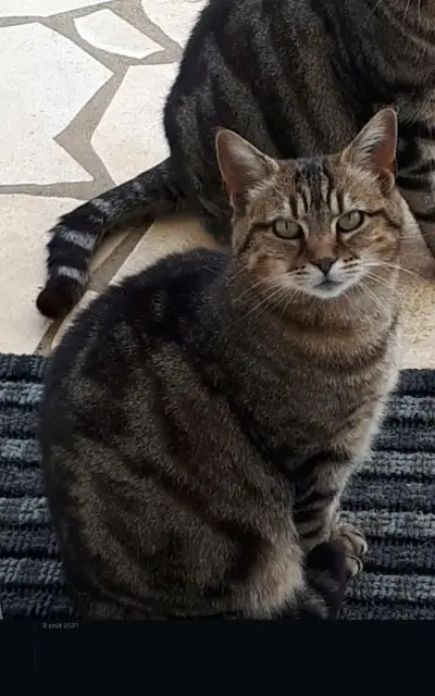 chatte lost   24800 Nantheuil Frimousse