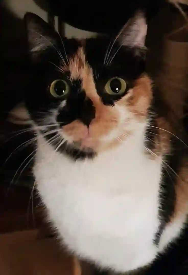 Chatte Perdue 24 Dordogne - Havana Chatte Perdue 24 Dordogne - Havana