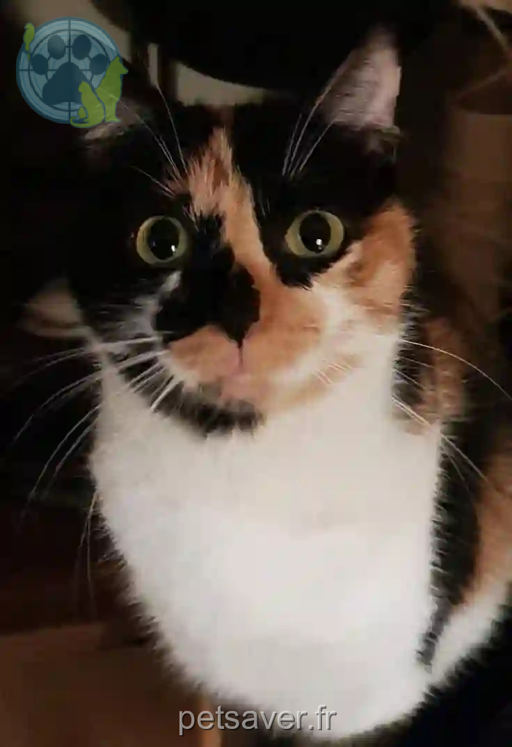 Chatte Perdue 24 Dordogne - Havana Chatte Perdue 24 Dordogne - Havana