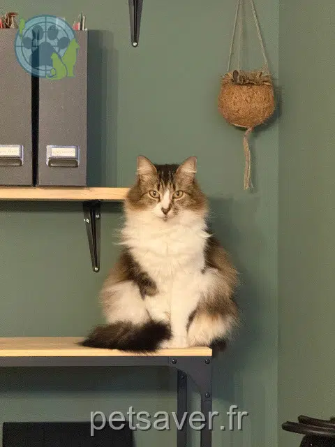 Katze lost   24200 Sarlat-la-Canéda Lara