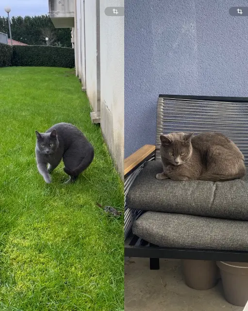 chatte lost   24750 Trélissac Lika