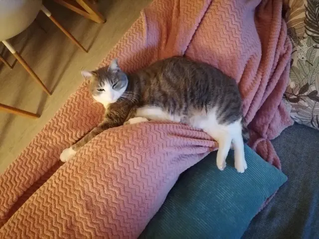 chatte lost   24750 Champcevinel Lili