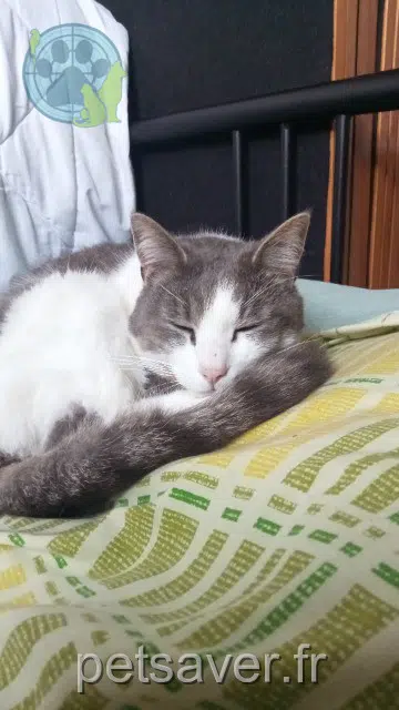 chatte lost   24250 La Roque-Gageac Mako