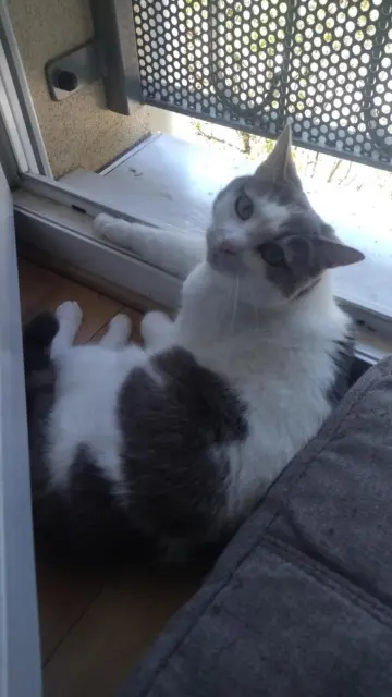 chatte lost   24000 Périgueux Maya