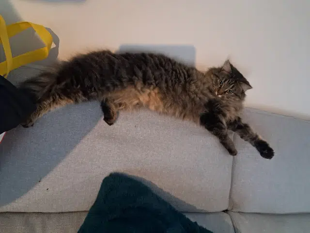 chatte lost   24110 Saint-Astier Mercury