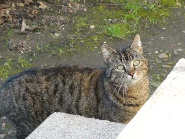 chatte lost   24660 Coulounieix-Chamiers Milki