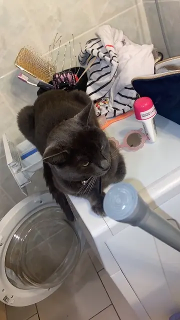 chatte lost   24680 Gardonne Mimine