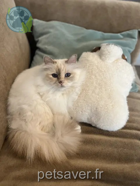 cat lost 24400 Beauronne Mimoune cat lost 24400 Beauronne Mimoune