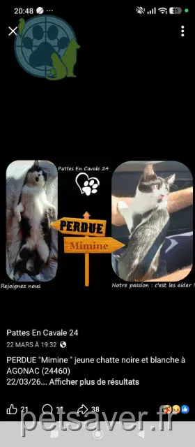 chatte lost   24460 Agonac Minette