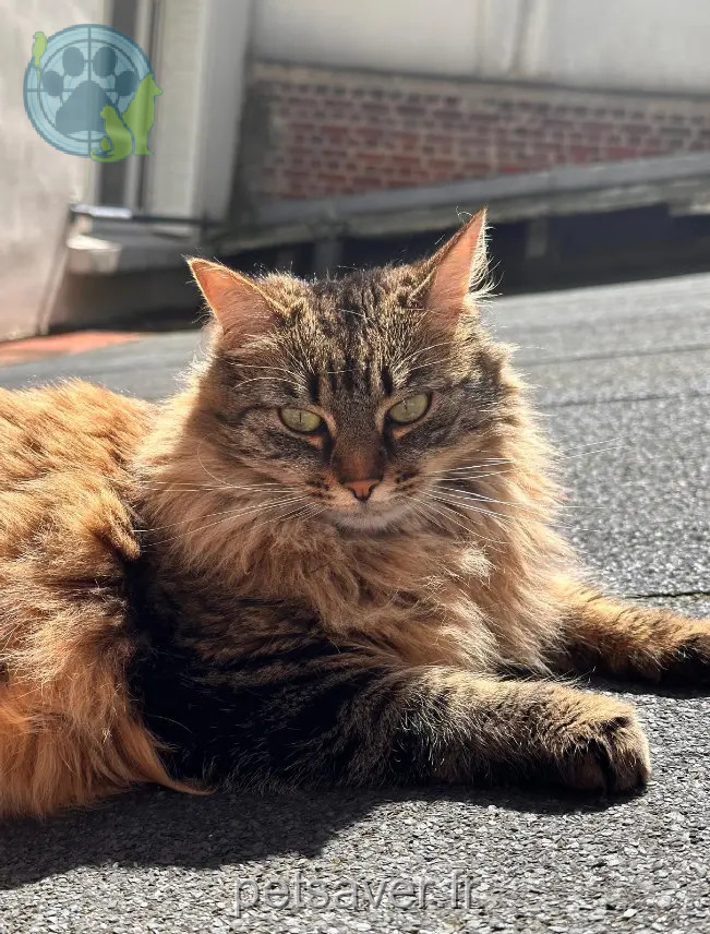 Chatte Perdue 24 Dordogne - Misa Chatte Perdue 24 Dordogne - Misa